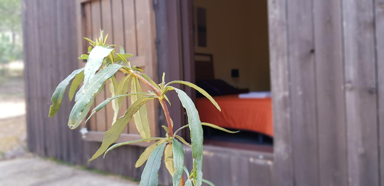 Casas Rurales Cijara Pensionat Helechosa Exteriör bild